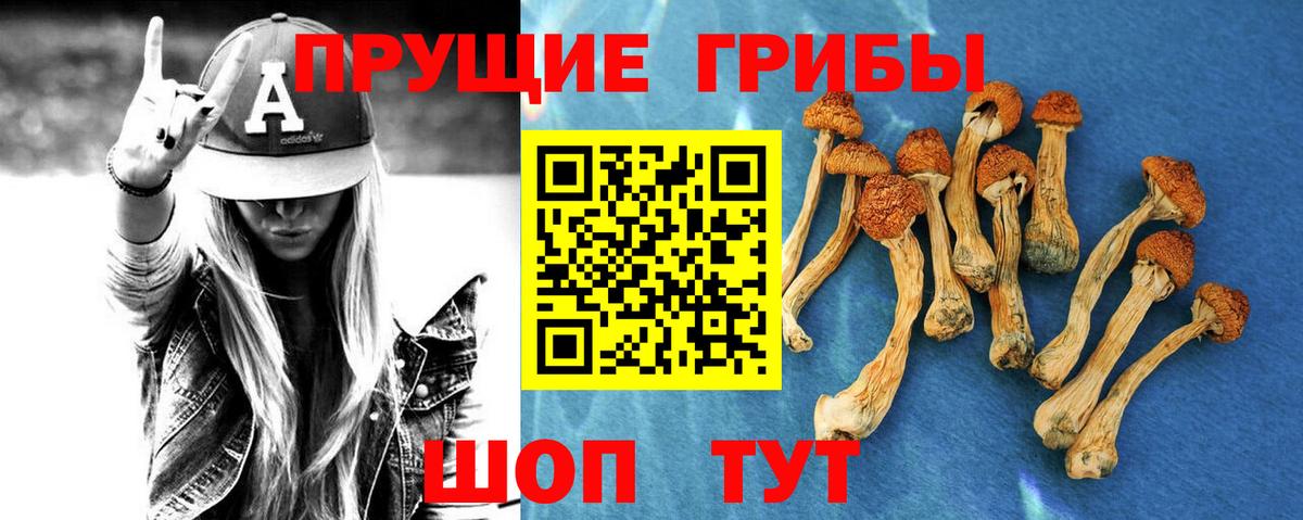 Псилоцибиновые грибы Psilocybe Медногорск